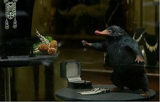 神奇的动物在哪里背景,揭秘神奇动物的秘密家园